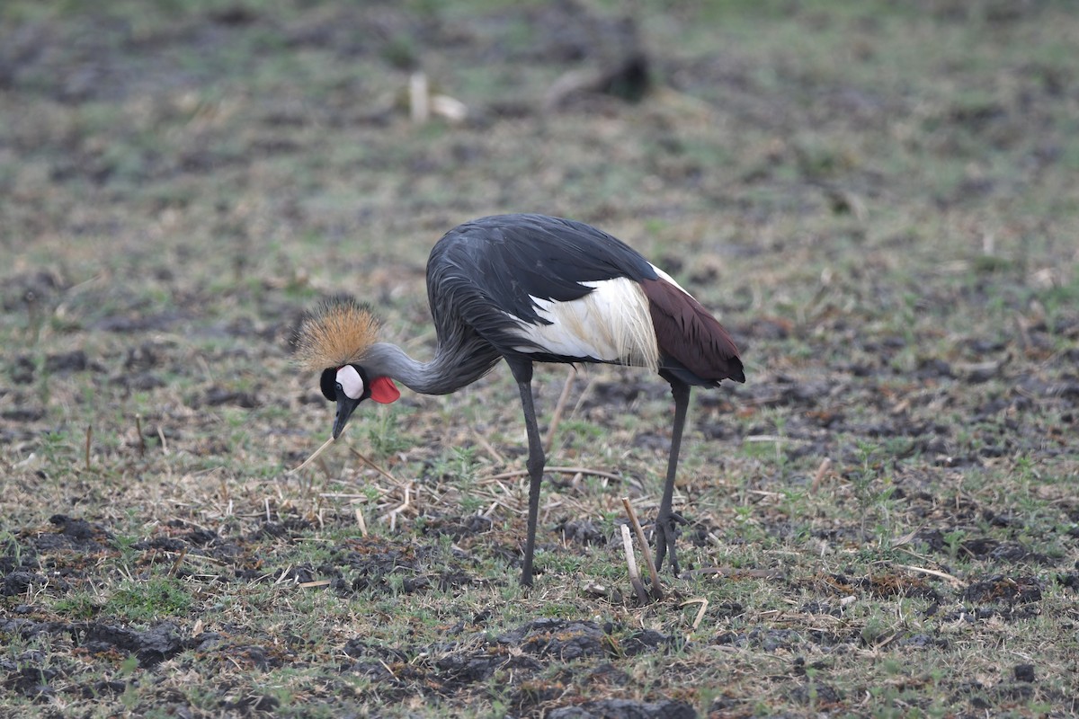 Gray Crowned-Crane - ML611473714