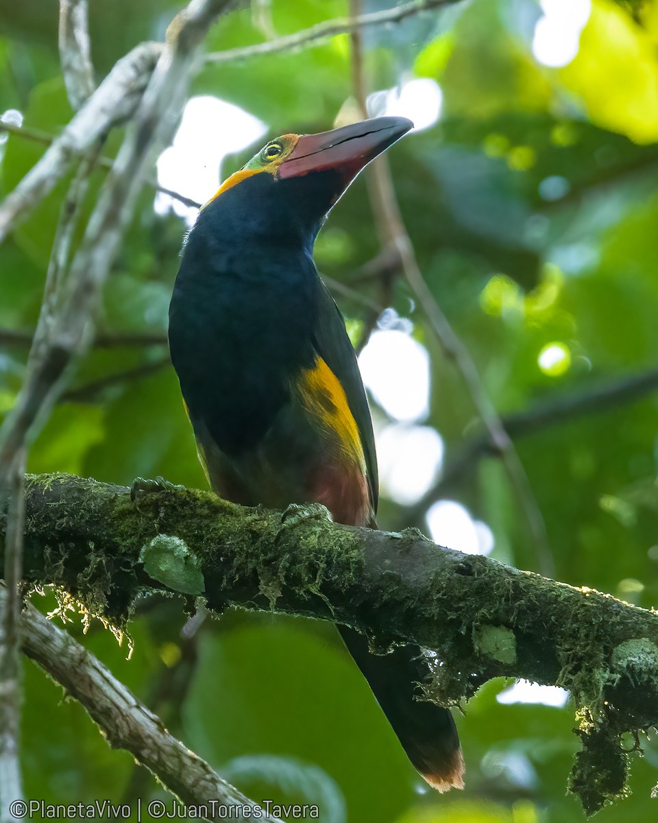 Golden-collared Toucanet - ML611473733