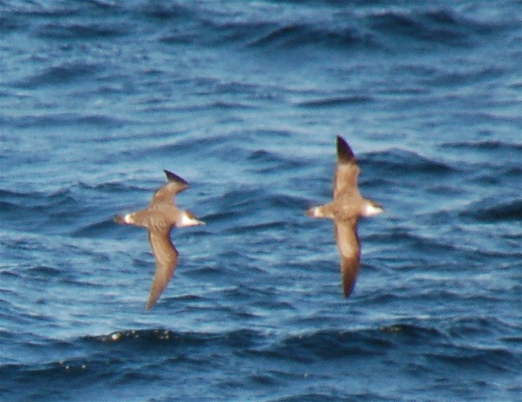 Great Shearwater - Marcia Balestri