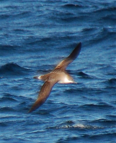 Great Shearwater - ML611473741