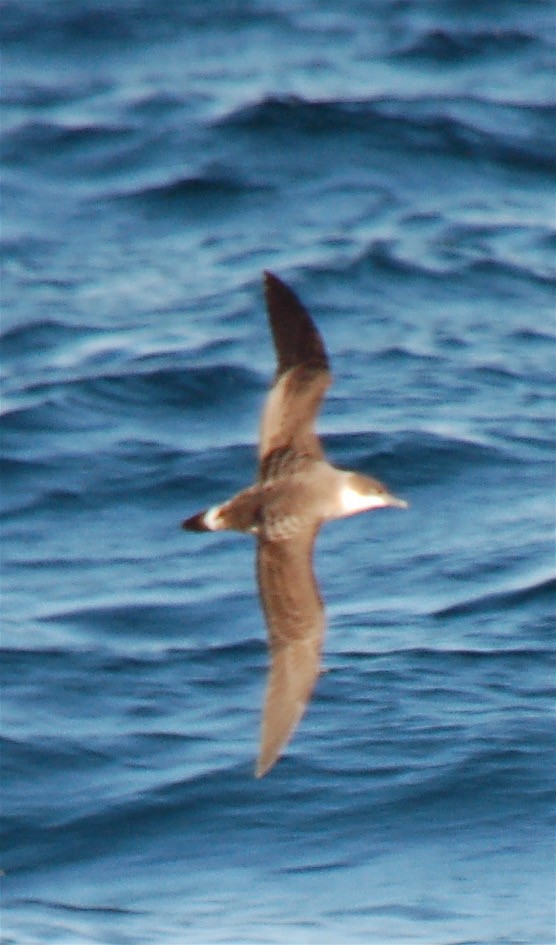 Great Shearwater - ML611473742