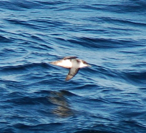 Great Shearwater - ML611473744