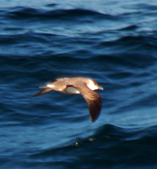 Great Shearwater - Marcia Balestri