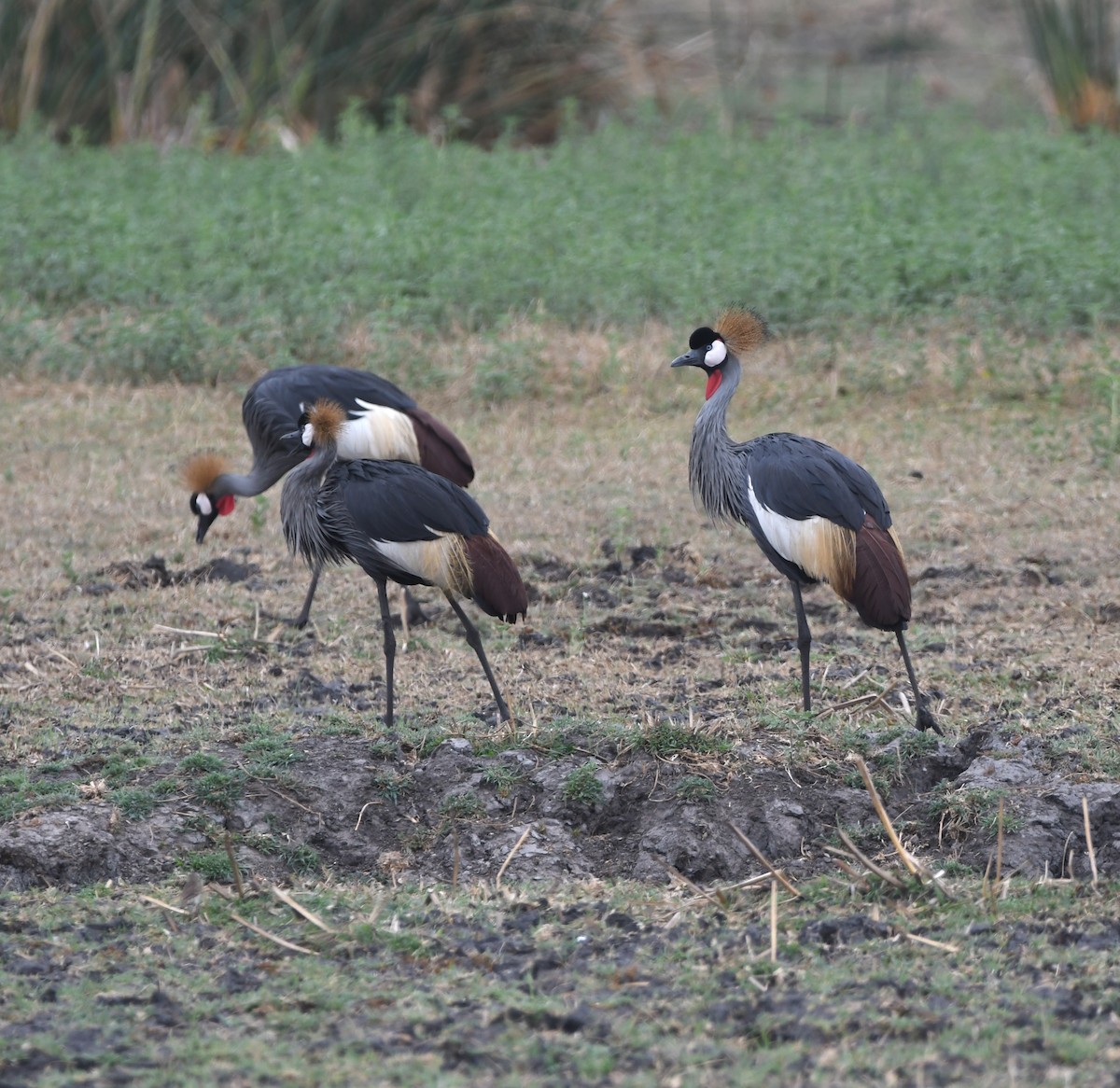 Gray Crowned-Crane - ML611473799