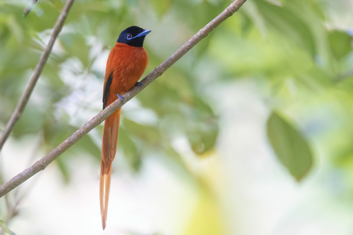 Black-headed Paradise-Flycatcher - Chris Venetz | Ornis Birding Expeditions