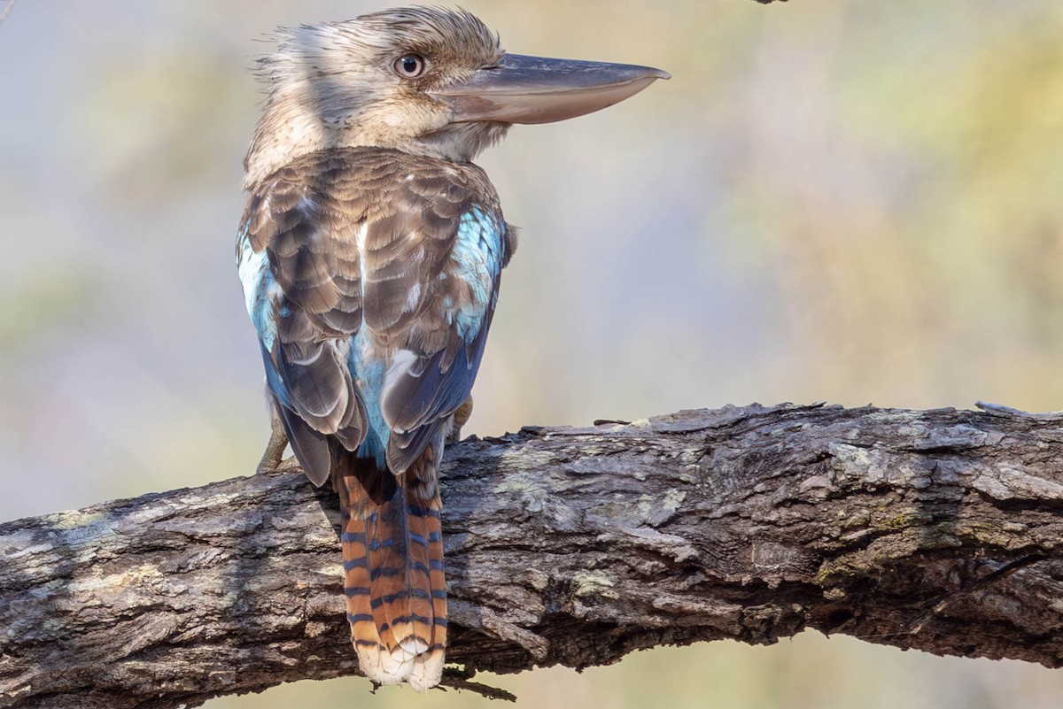 Blue-winged Kookaburra - ML611473917