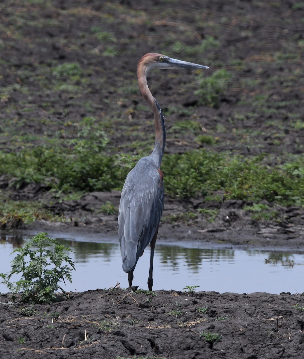 Goliath Heron - ML611473933