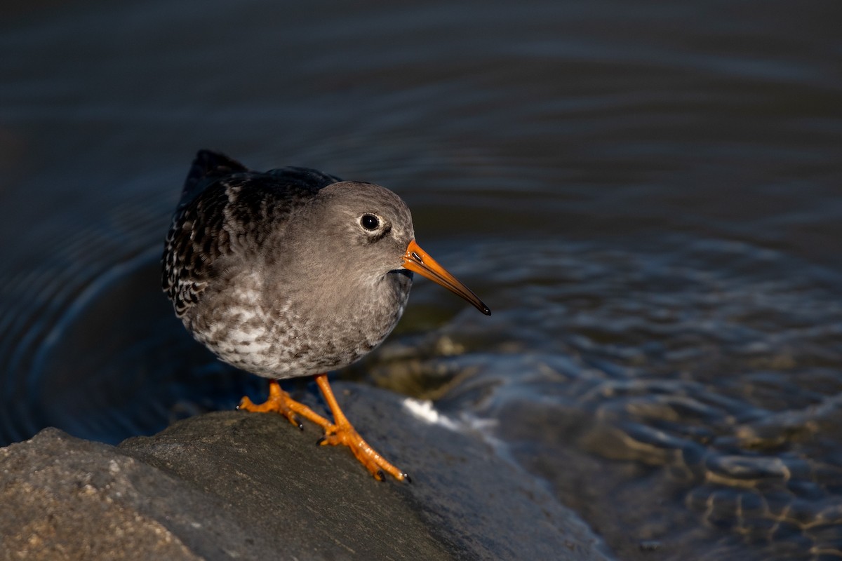 Purple Sandpiper - Caleb Strand