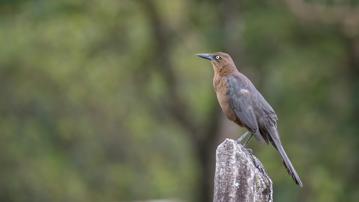 Great-tailed Grackle - ML611474056