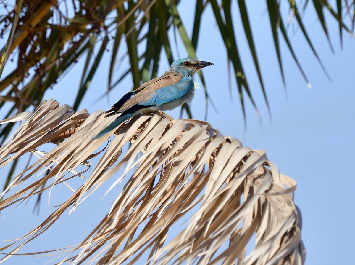 European Roller - ML611474104