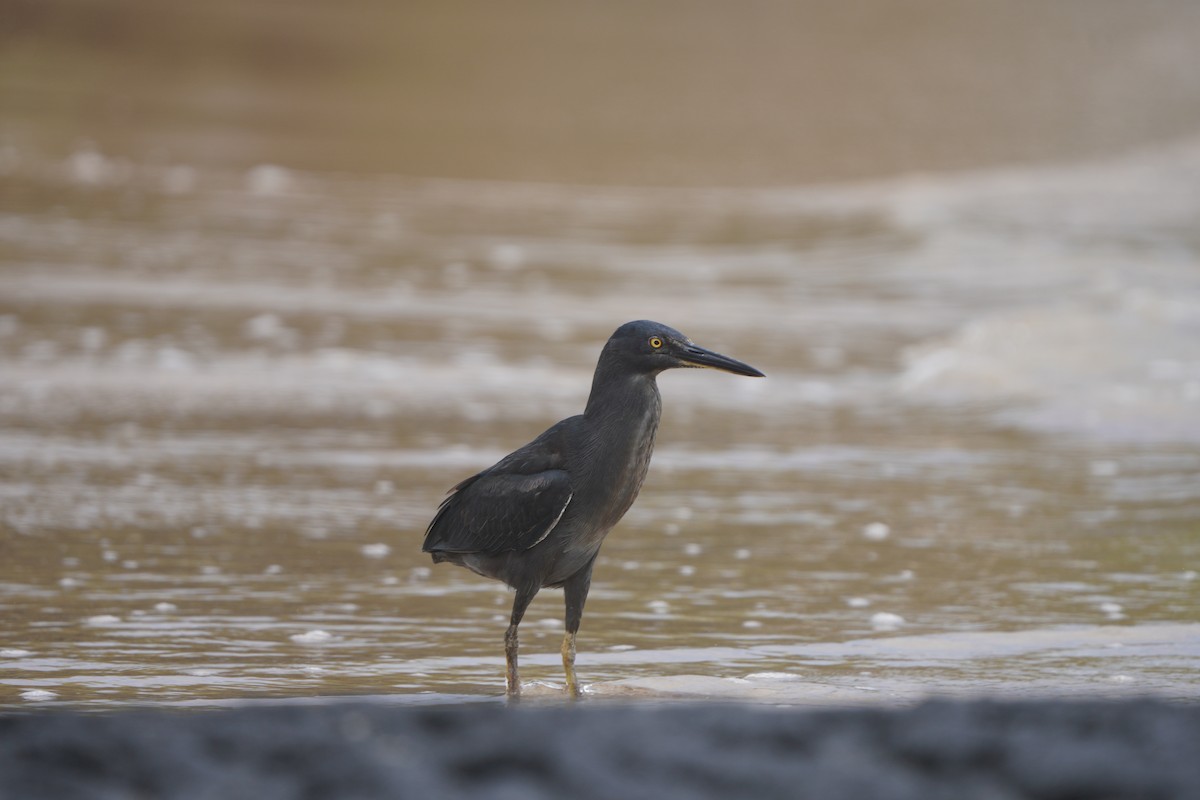 Striated Heron - ML611474111