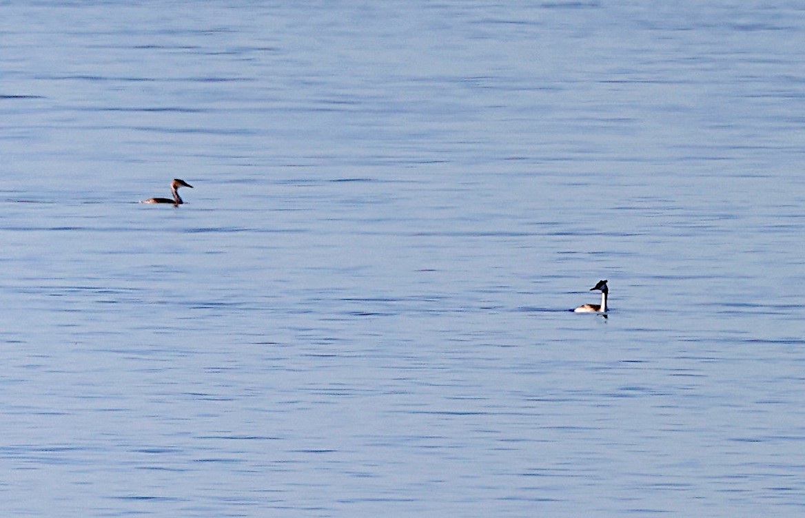 Great Crested Grebe - ML611474113