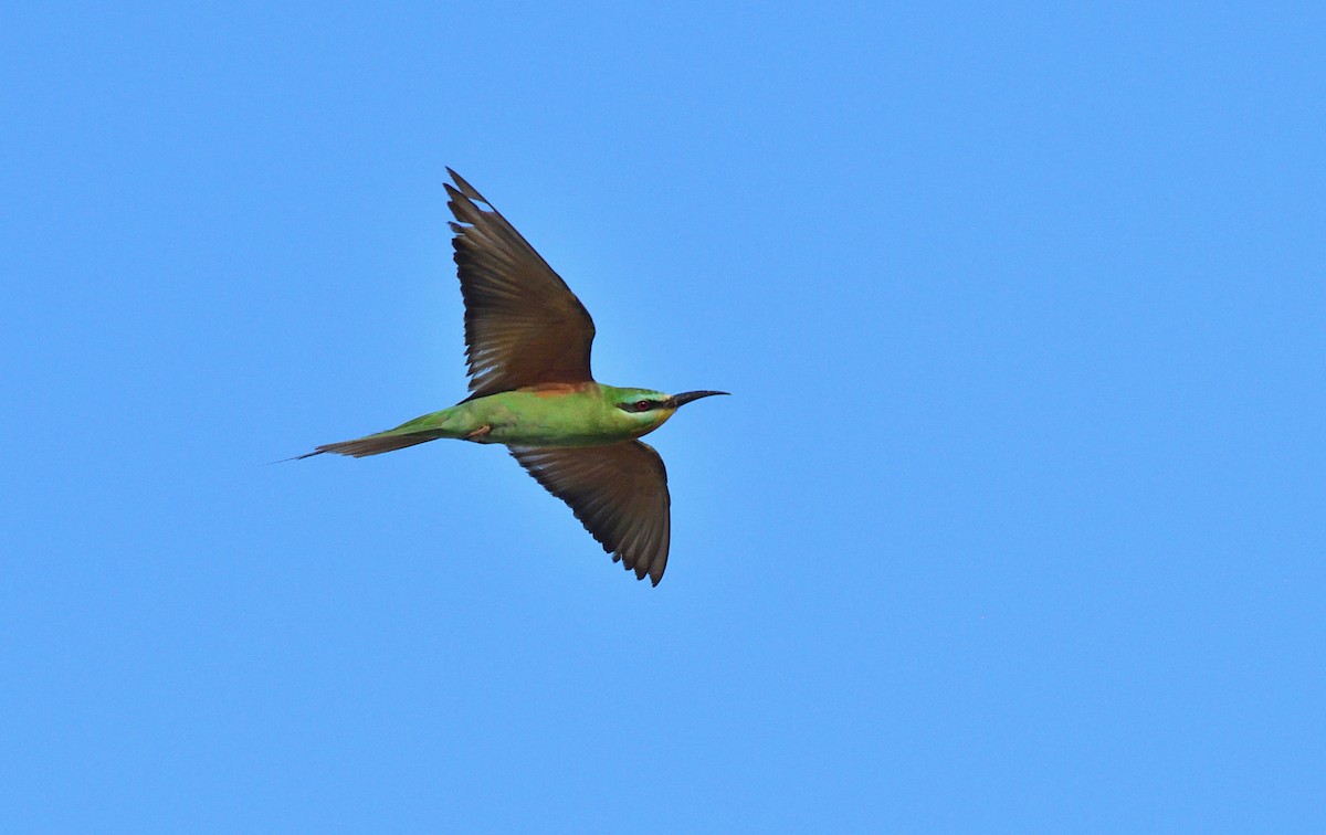 Blue-cheeked Bee-eater - ML611474117