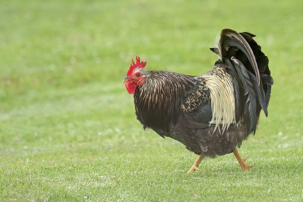 Red Junglefowl (Domestic type) - ML611474153