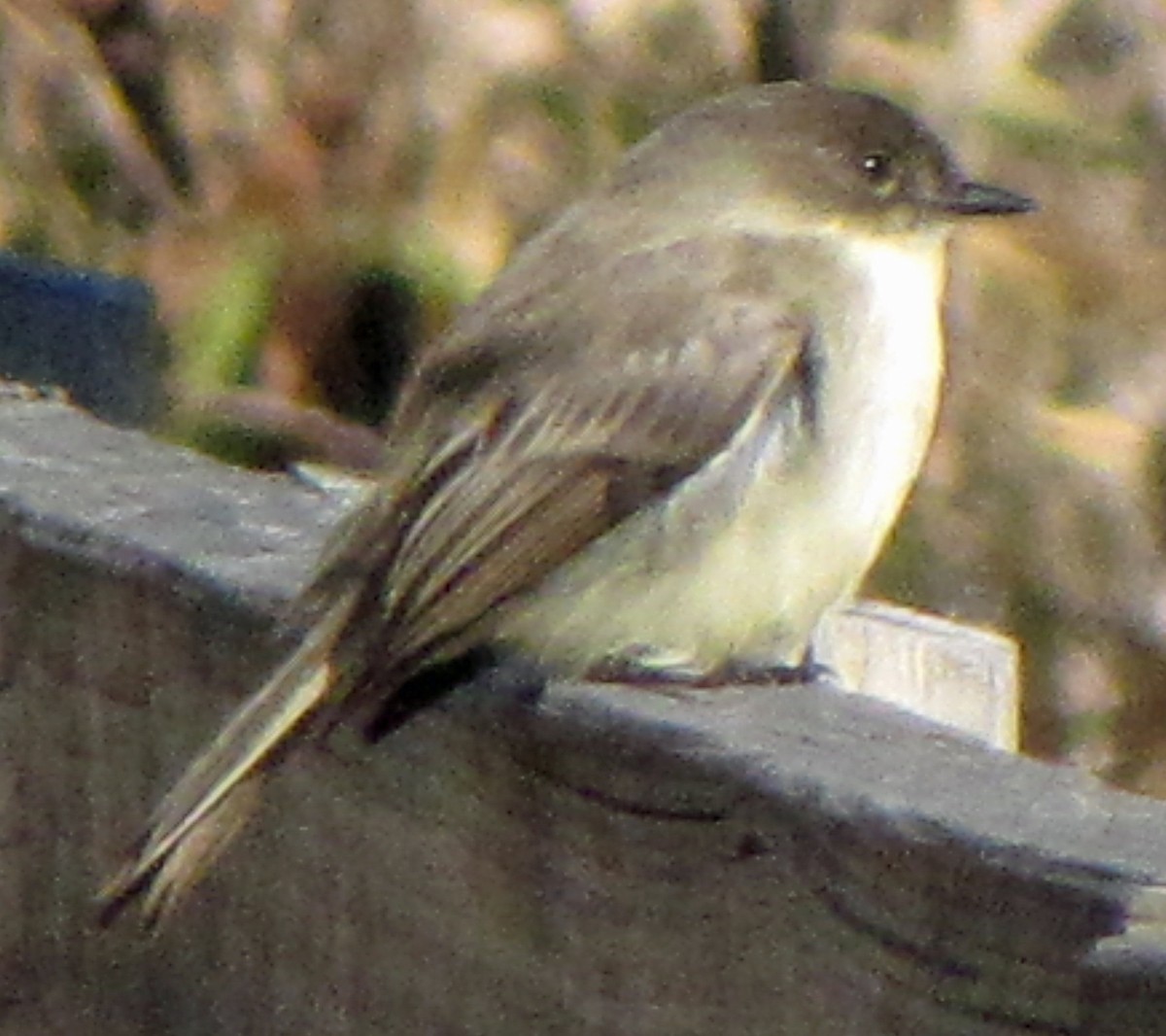 Eastern Phoebe - ML61147421