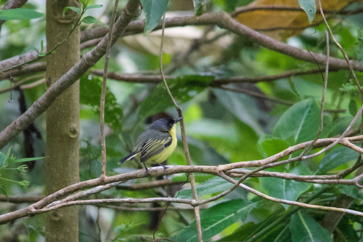 Common Tody-Flycatcher - ML611474242