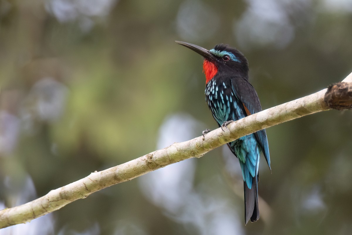 Black Bee-eater - Chris Venetz | Ornis Birding Expeditions