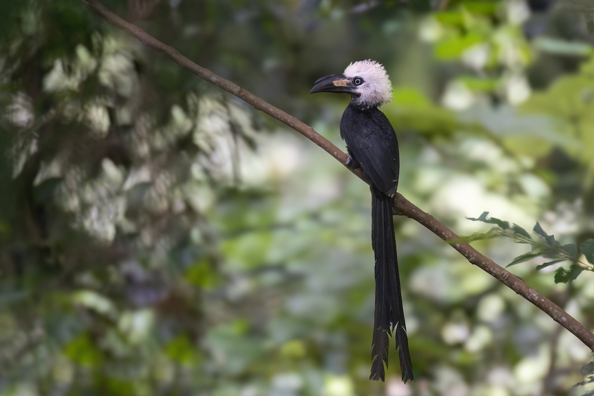 Western Long-tailed Hornbill - ML611474280