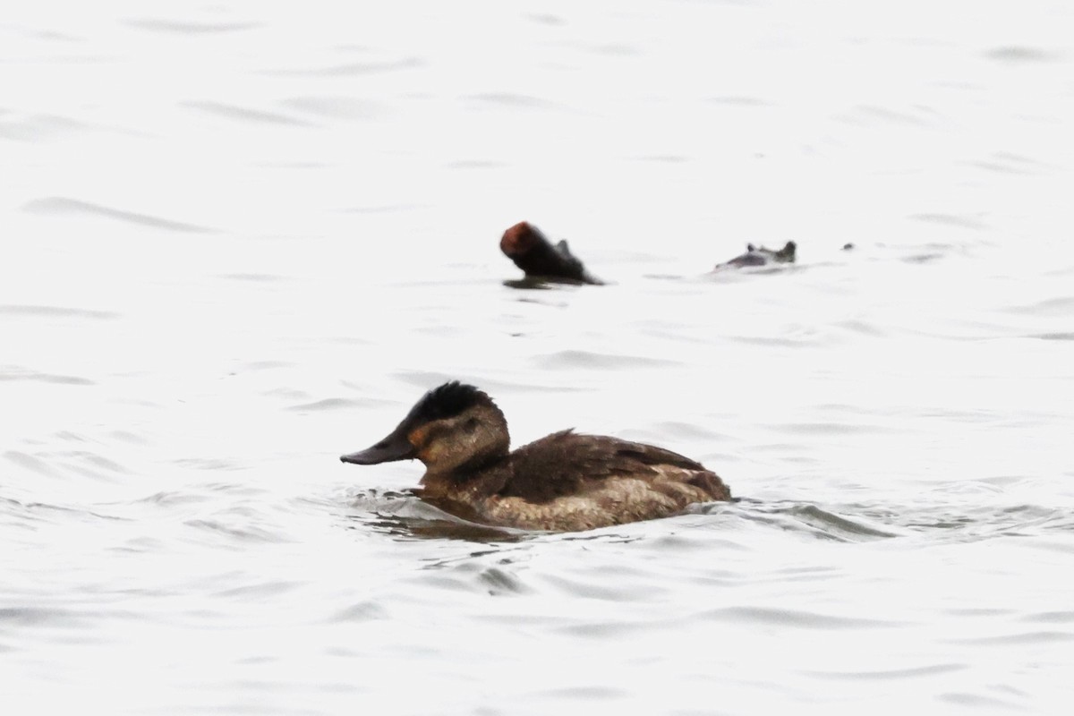 Ruddy Duck - Charlie Kaars