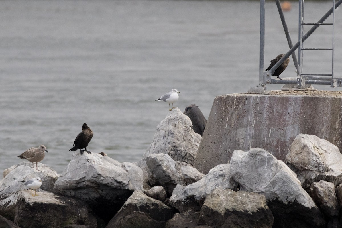 Ring-billed Gull - ML611474508