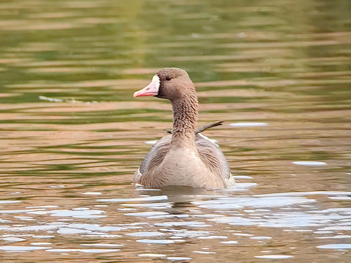Greater White-fronted Goose - ML611474678