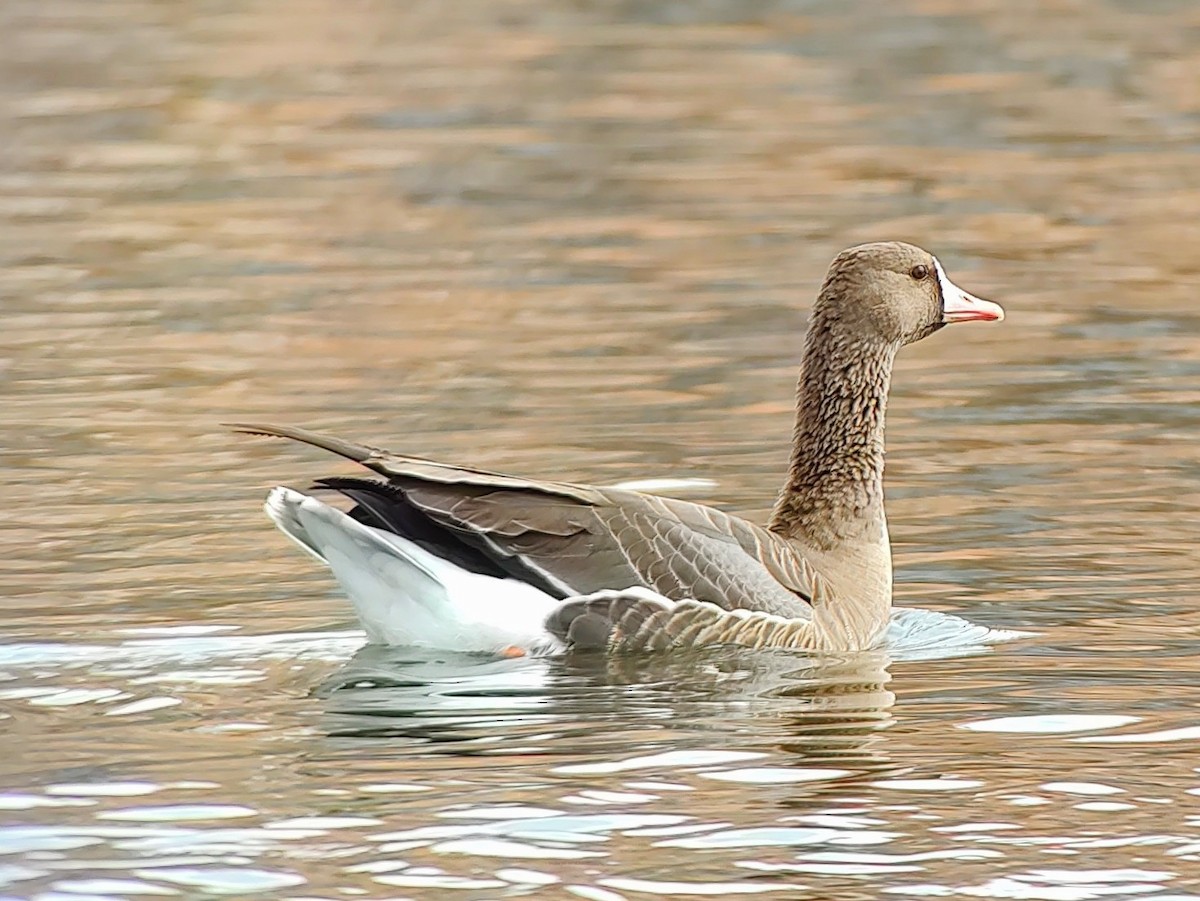 Greater White-fronted Goose - ML611474679