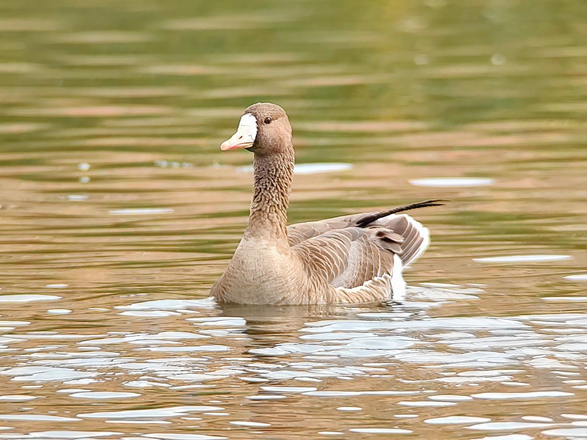 Greater White-fronted Goose - ML611474680