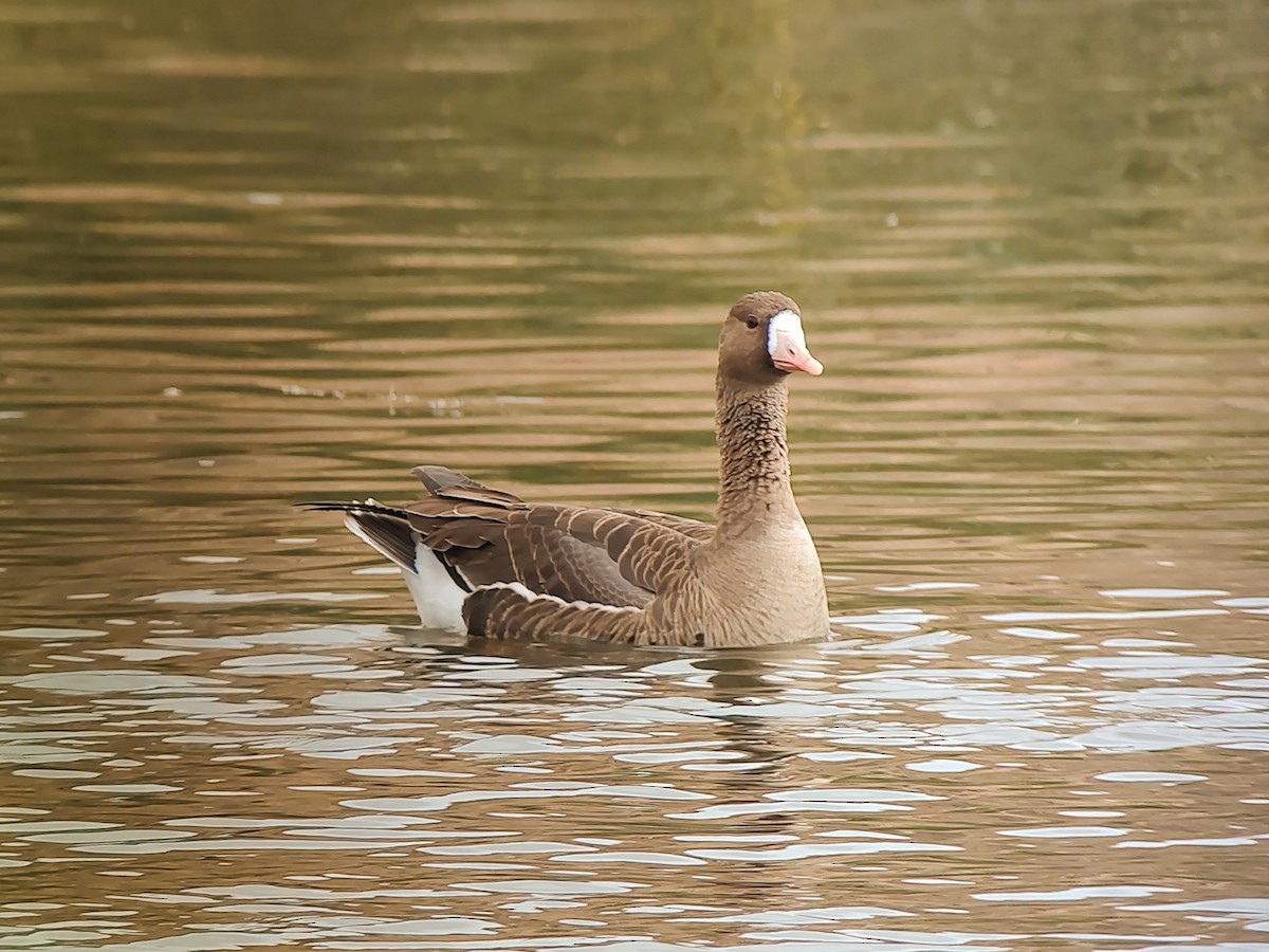 Greater White-fronted Goose - ML611474681