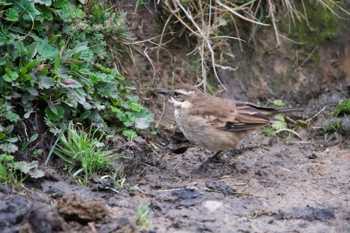 Chestnut-winged Cinclodes - ML611474751