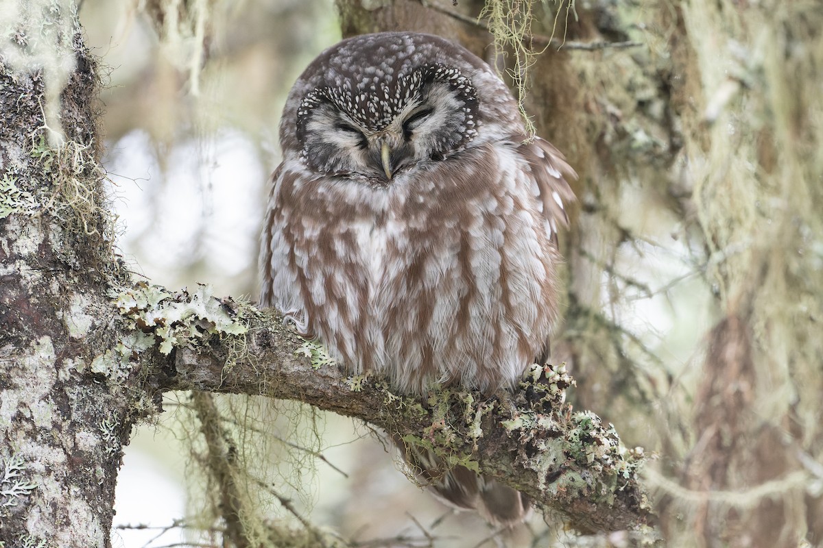 Boreal Owl - David Turgeon