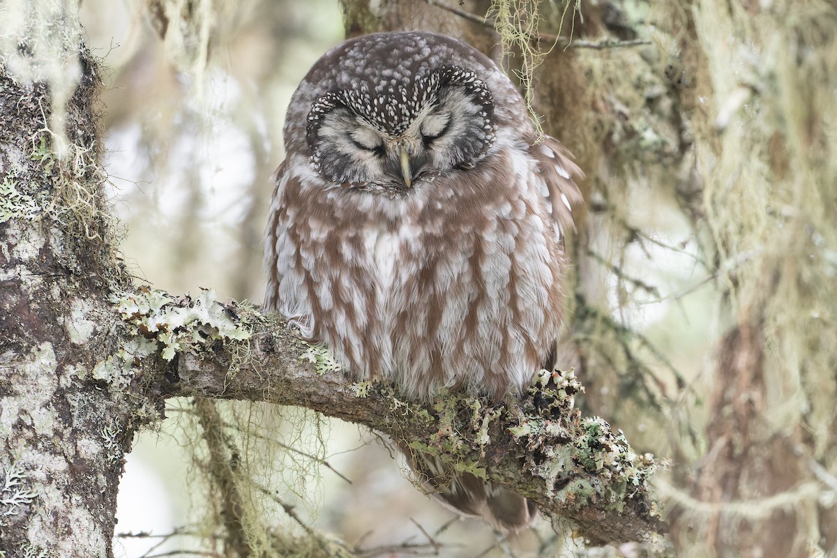 Boreal Owl - ML611474771