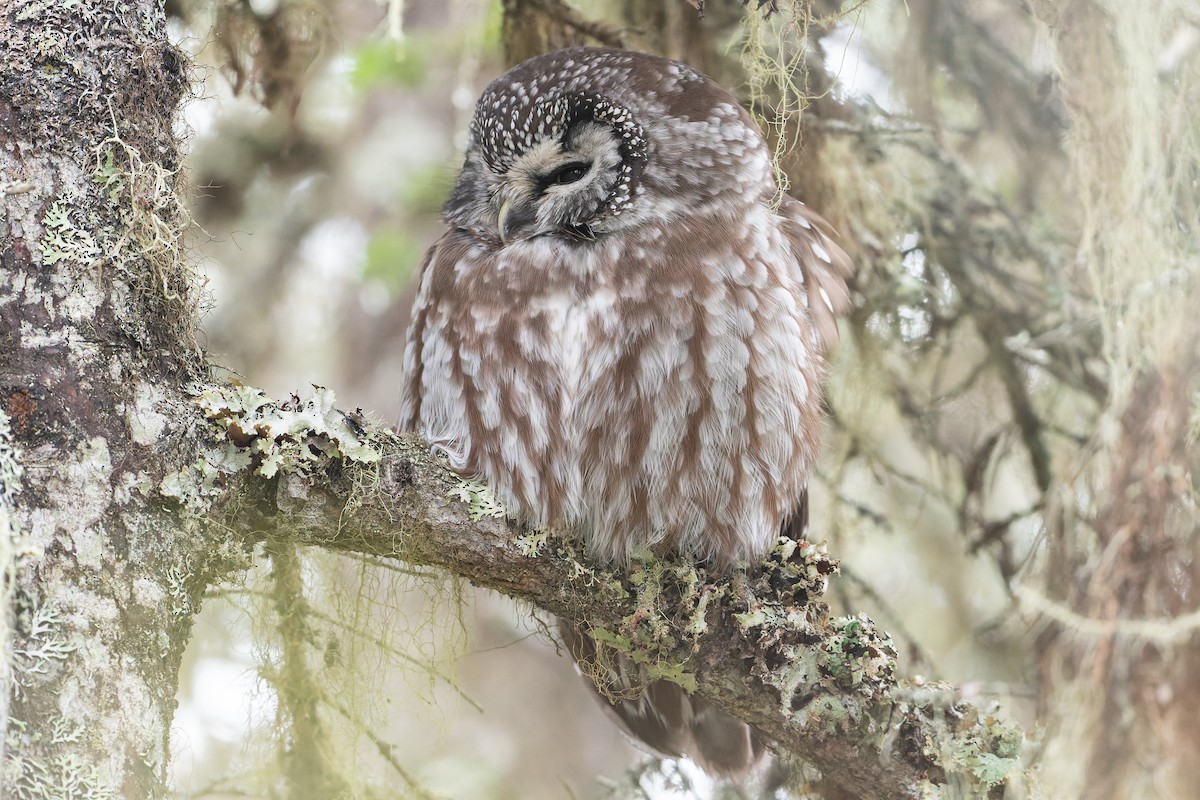 Boreal Owl - David Turgeon