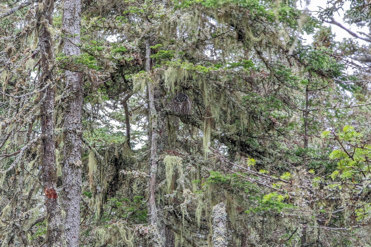 Boreal Owl - David Turgeon