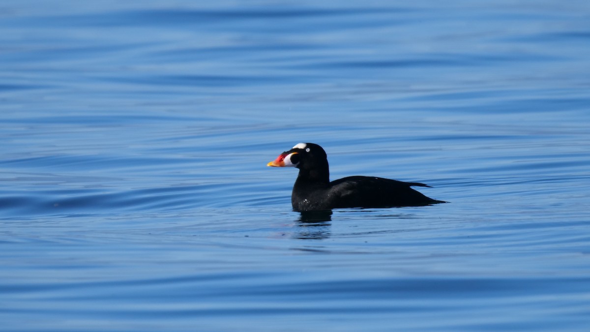 Surf Scoter - ML611474902