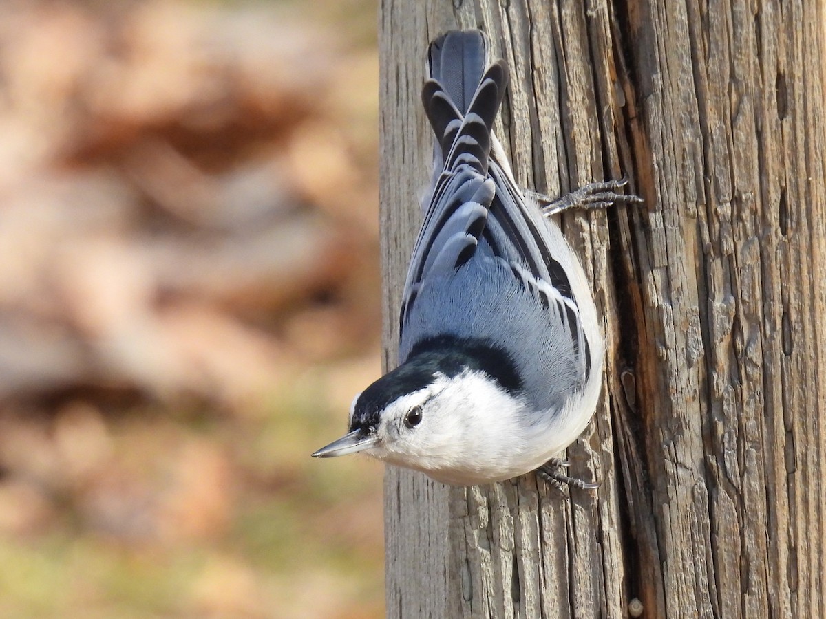 White-breasted Nuthatch - ML611474949