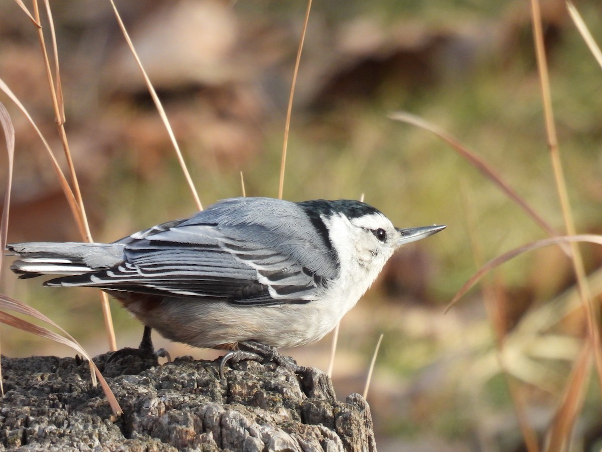 White-breasted Nuthatch - ML611474950