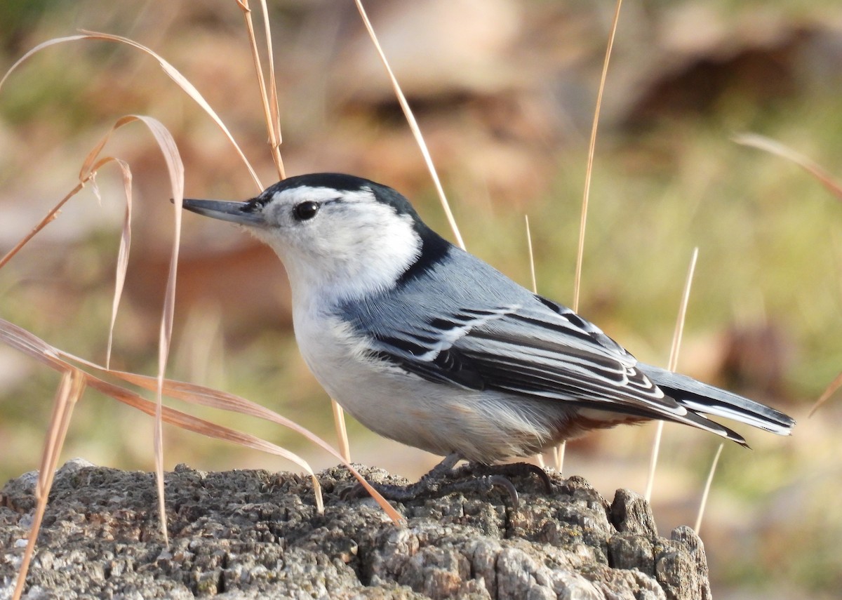 White-breasted Nuthatch - ML611474951