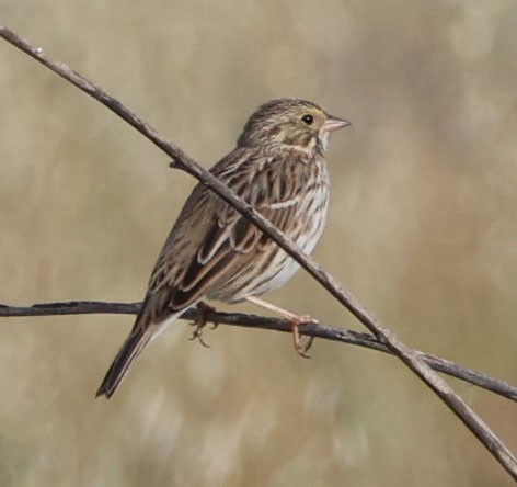 Savannah Sparrow - Diane Etchison