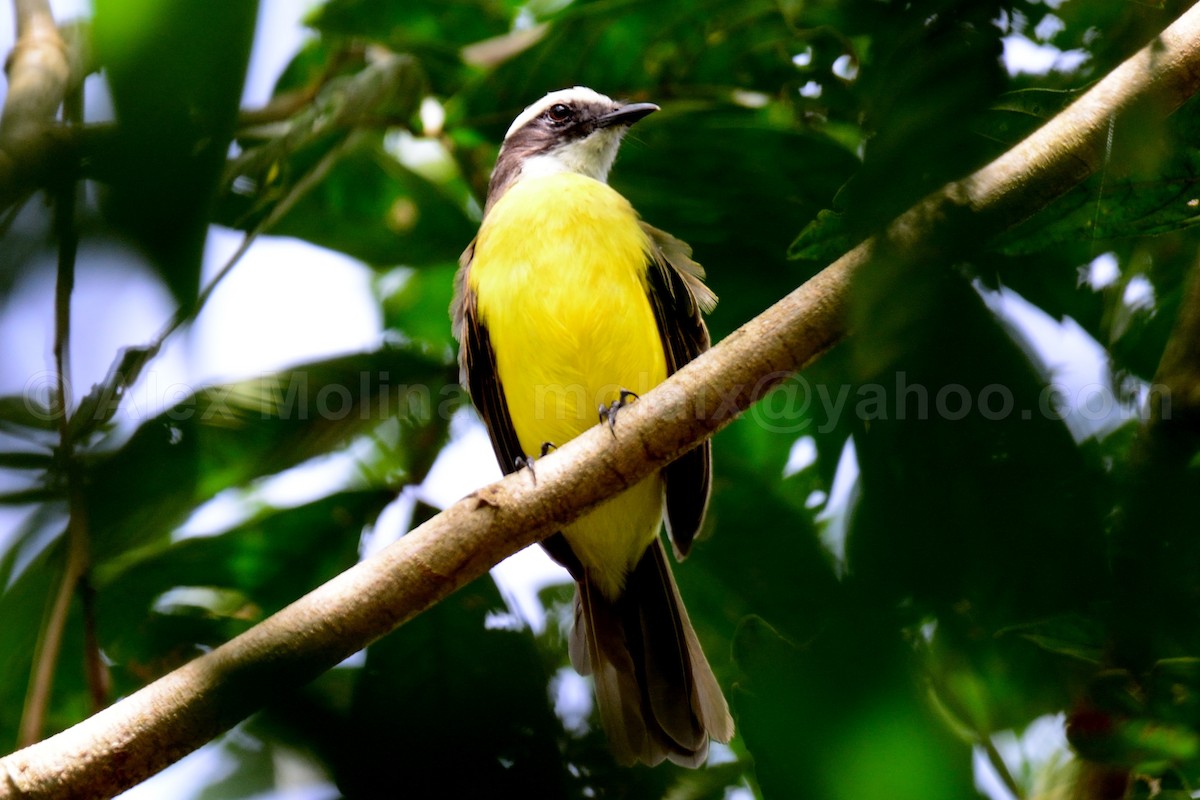 Rusty-margined Flycatcher - ML611475013