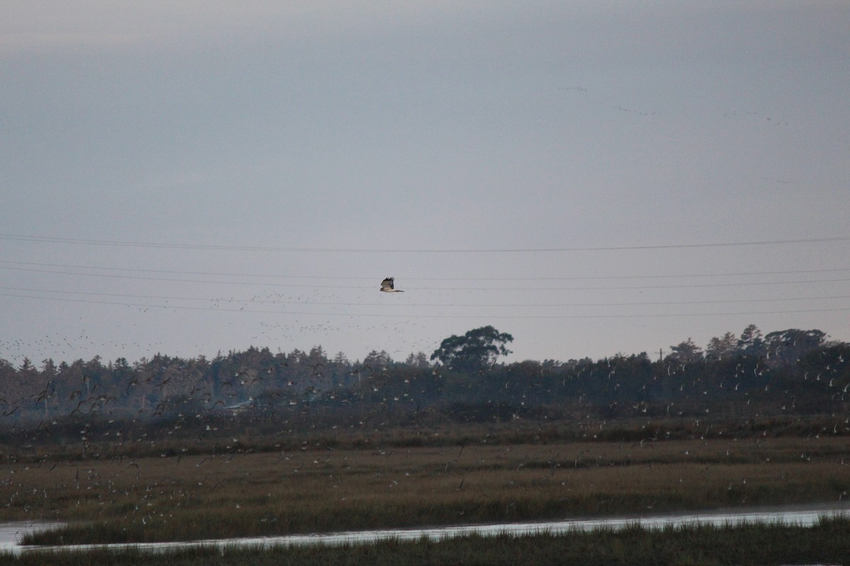 Northern Harrier - Eric Gai