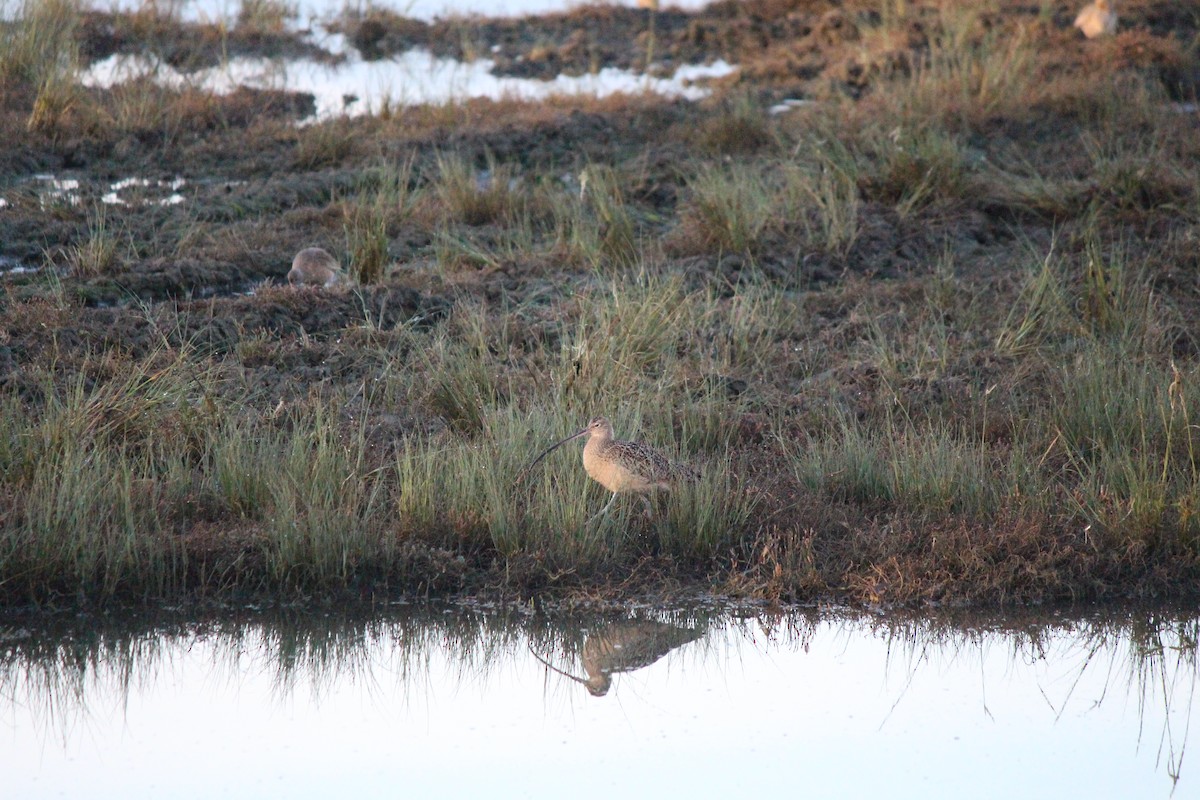 Long-billed Curlew - ML611475096