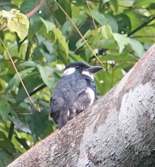 Black-breasted Puffbird - ML611475121