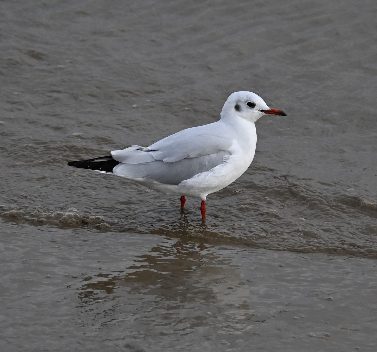 Black-headed Gull - ML611475147