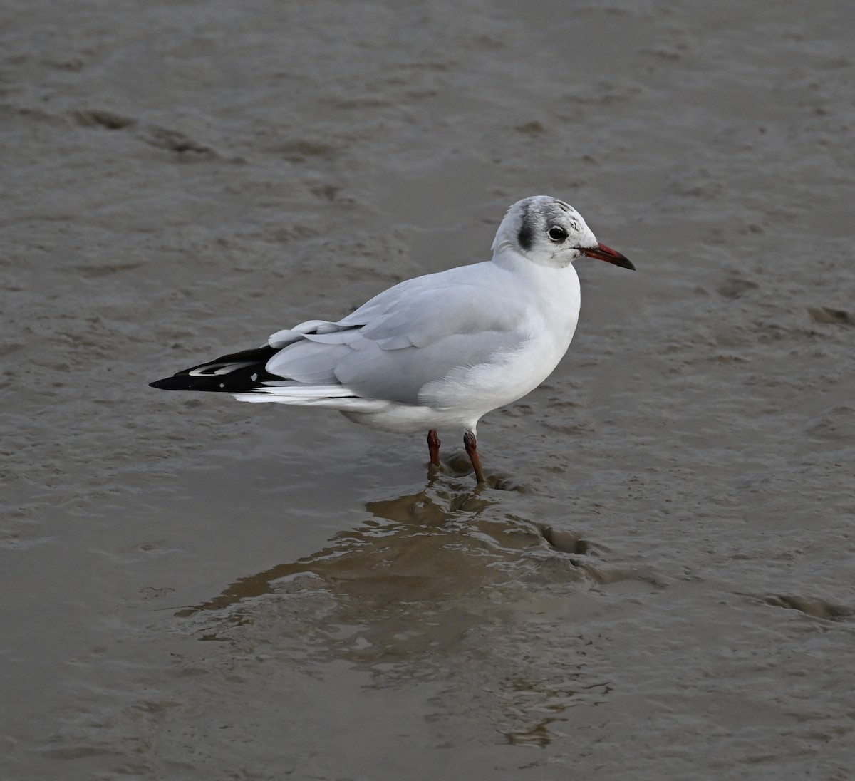 Black-headed Gull - ML611475149