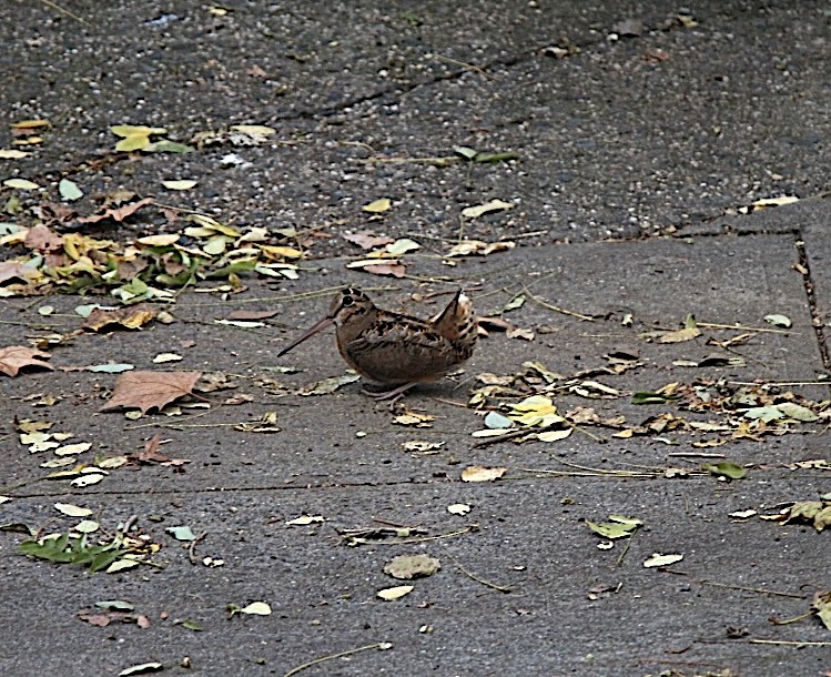 American Woodcock - ML611475224