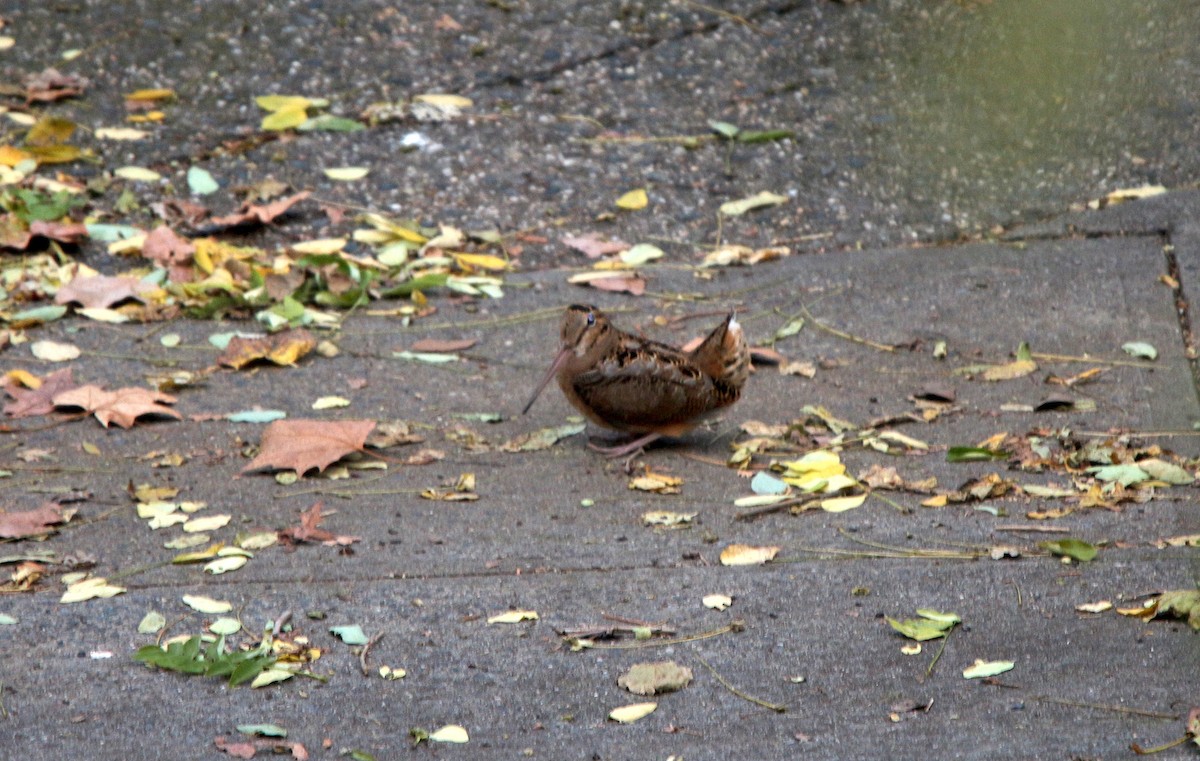 American Woodcock - ML611475225