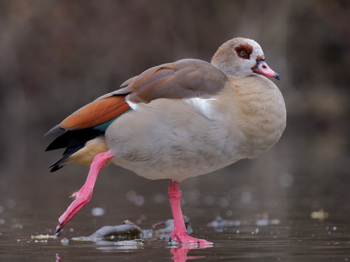 Egyptian Goose - Sebastian Stumpf