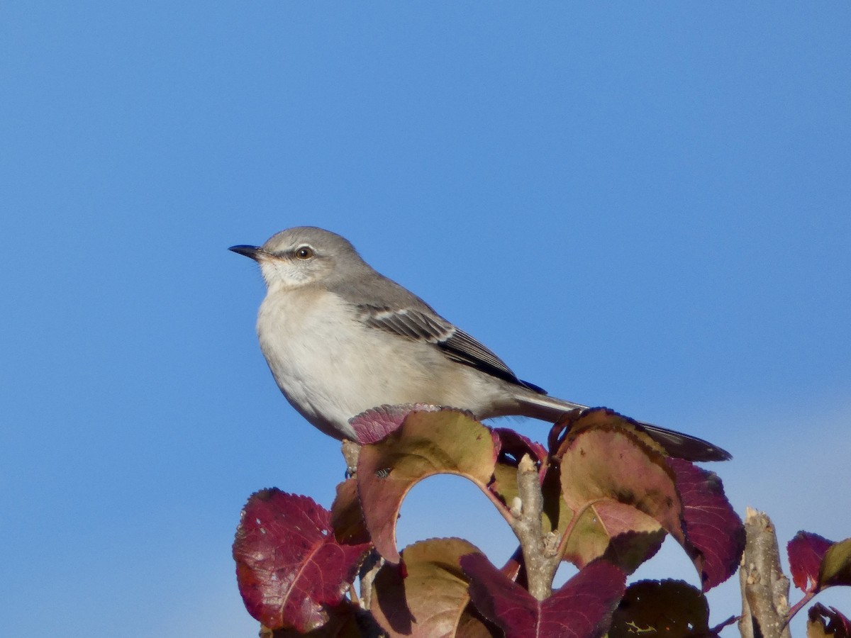 Northern Mockingbird - ML611475243