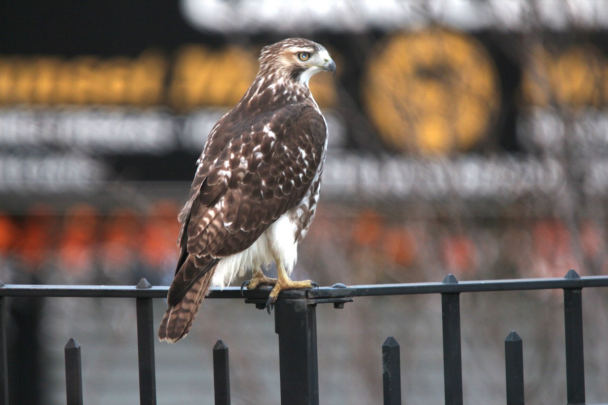 Red-tailed Hawk - Nick Dawson