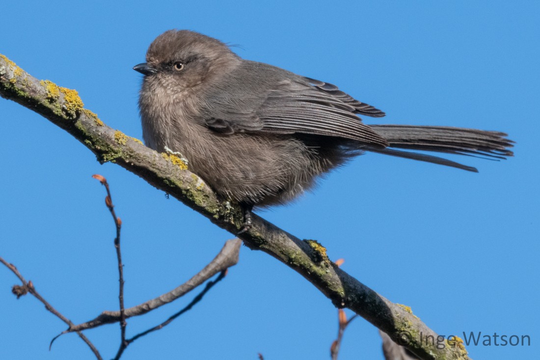 Bushtit - ML611475257